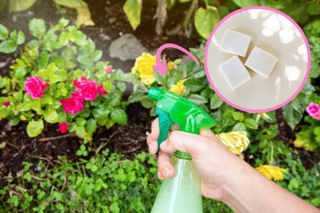 To naturalne i malo znane mydlo to must-have dla kazdego ogrodnika