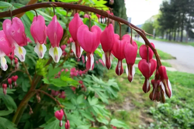 Serduszka okazala - charakterystyka, sadzenie i uprawa