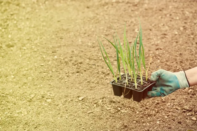 Uprawa pora i cebuli z rozsady warzywnej - sprawdzone sposoby na uprawe tych dwóch warzyw