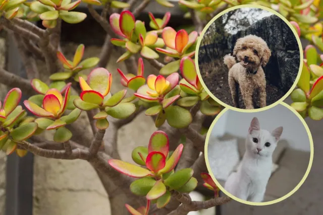 Masz kota lub psa? Ta popularna roslina domowa moze byc dla nich szkodliwa