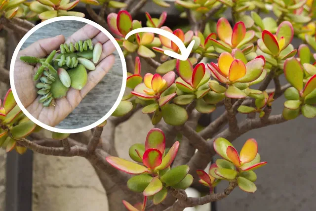 Tylko z pojedynczego liscia prosto i skutecznie rozmnozysz drzewko szczescia