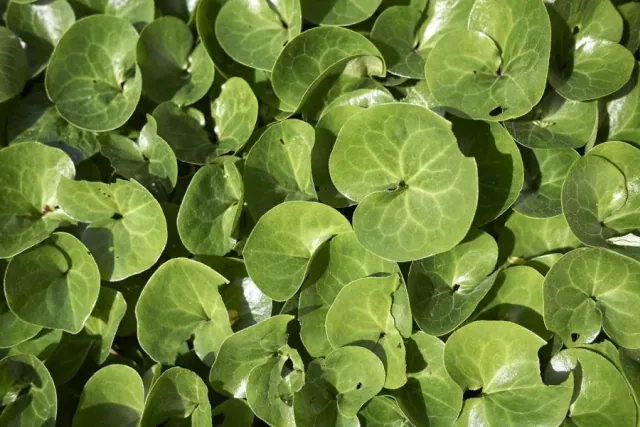 Kopytnik pospolity - latwy w uprawie i efektowny w ogrodzie