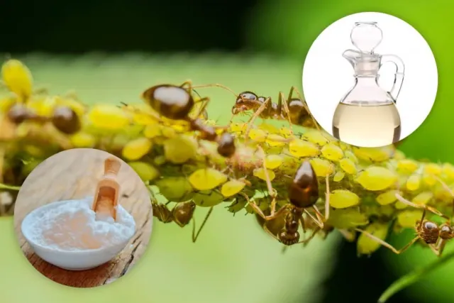 Najlepsze domowe sposoby na mrówki w ogrodzie