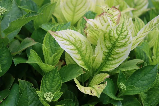 Liście Twojej hortensji żółkną? To może być niedobór tego składnika