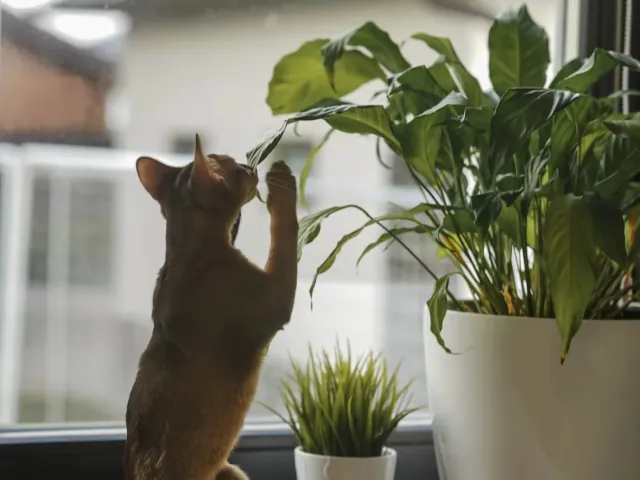 5 roslin domowych, które sa w pelni bezpieczne dla Twojego kota i które warto miec!