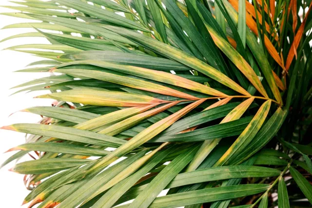 Glówne powody, przez które Twoim roslinom doniczkowym brazowieja liscie