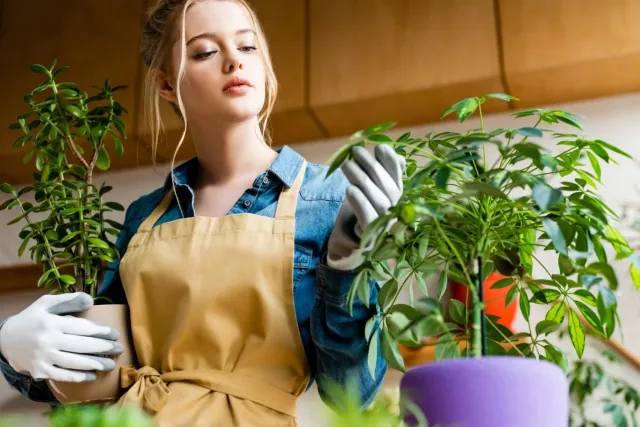 Cztery domowe nawozy, które sprawia, ze Twoje kwiaty pieknie zakwitna