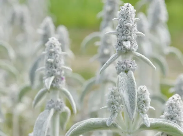 Czysciec welnisty (Stachys byzantina) - wymagania, uprawa i pielegnacja