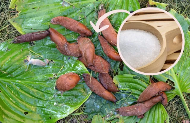 Pozbadz sie slimaków z ogrodu raz na zawsze: tani i naturalny sposób na ochrone swoich grzadek