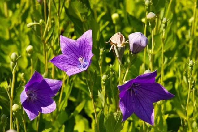 Platycodon (rozwar wielkokwiatowy) - uprawa, wymagania i pielegnacja