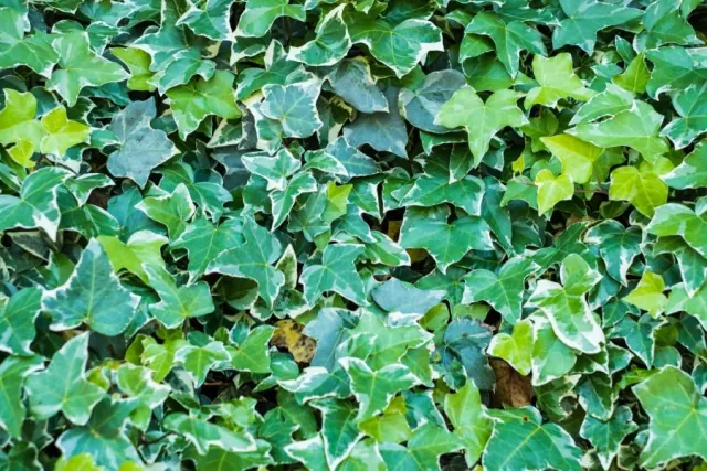 Rosliny do cienia (pod drzewa i zimozielone)