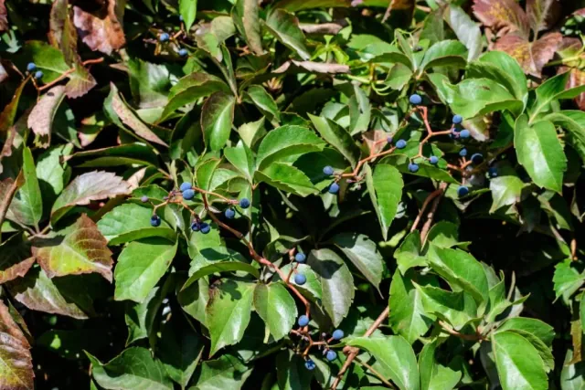 Winobluszcz pieciolistkowy w ogrodzie - wyglad, uprawa i pielegnacja