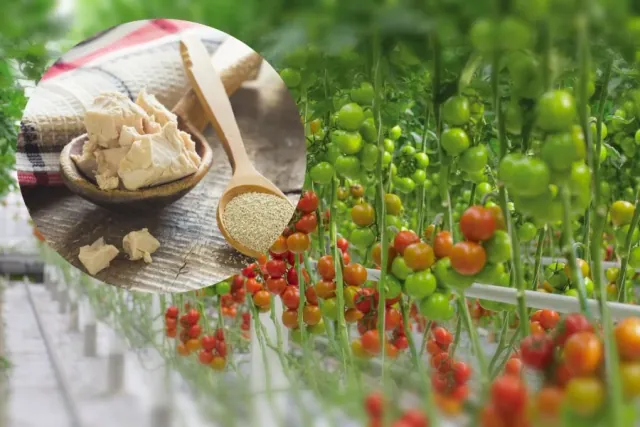 Oprysk z drozdzy na pomidory: tani i prosty sposób na ochrone pomidorów