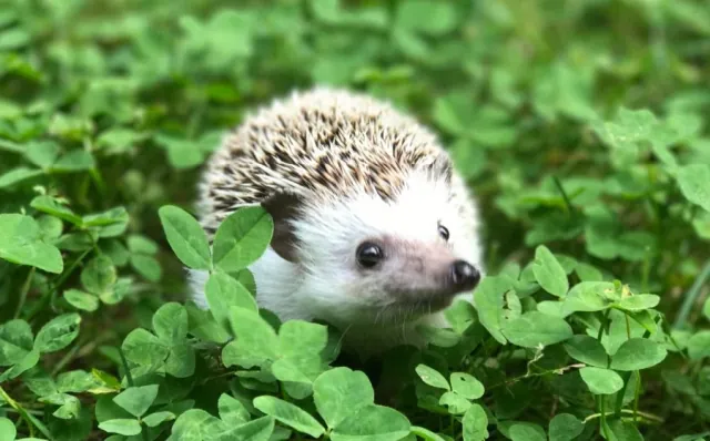 10 listopada - swieto malych kolczastych ogrodowych przyjaciól