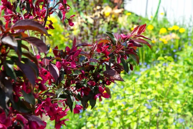 Siedem gatunków drzew szybko rosnacych, które warto miec w swoim ogrodzie