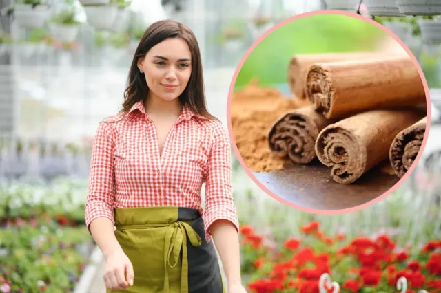 Zastosowanie cynamonu w ogrodzie: proste i skuteczne sposoby na zdrowsze rośliny