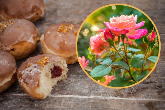 Nadzienie rózane do paczków prosto z wlasnego ogrodu