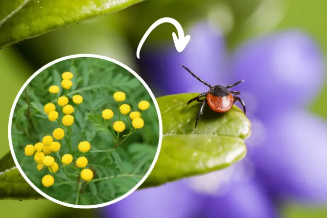 Kleszcze nienawidza tych roslin. Piec popularnych roslin, które skutecznie je odstrasza