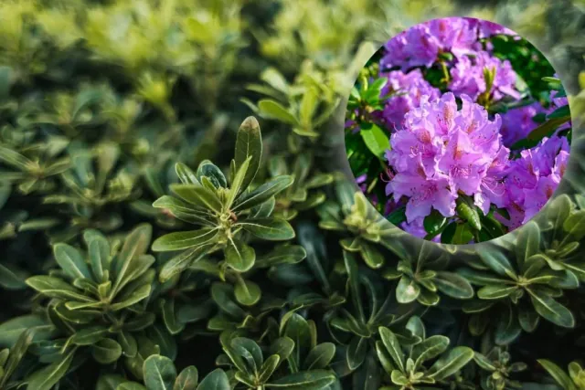 Dlaczego rododendron nie kwitnie?