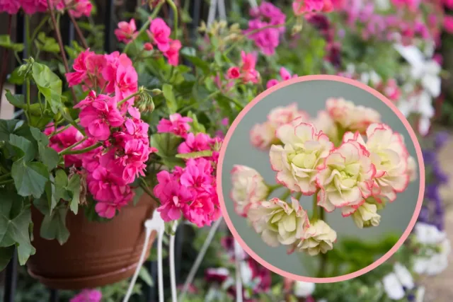 Pelargonia, która wyglada jak róza - musisz ja miec w swoim ogrodzie