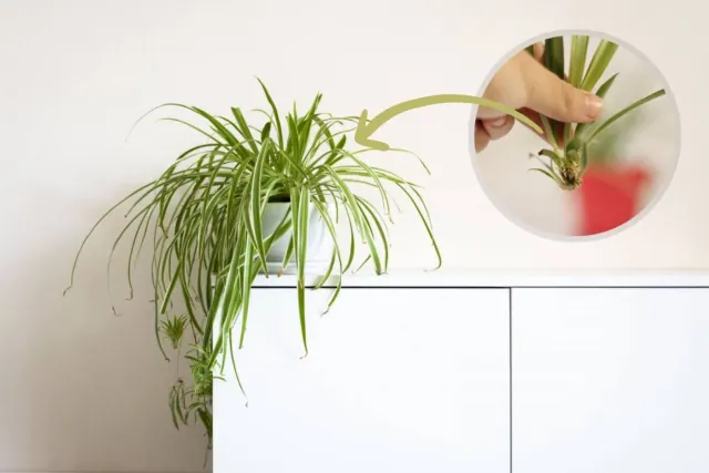 Sprawdzony sposób na rozmnażanie Zielistki Sternberga z jednego liścia