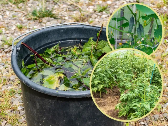 Domowy nawóz z pokrzywy (gnojówka z pokrzyw): prosty sposób na bujne plony warzyw