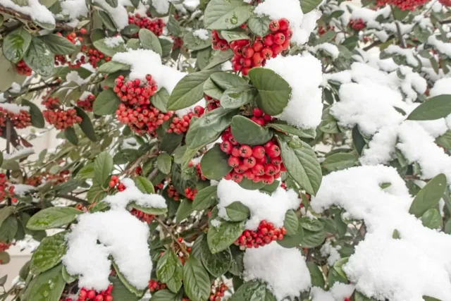 Sześć gatunków drzew do każdego ogrodu, które prezentują się pięknie również zimą