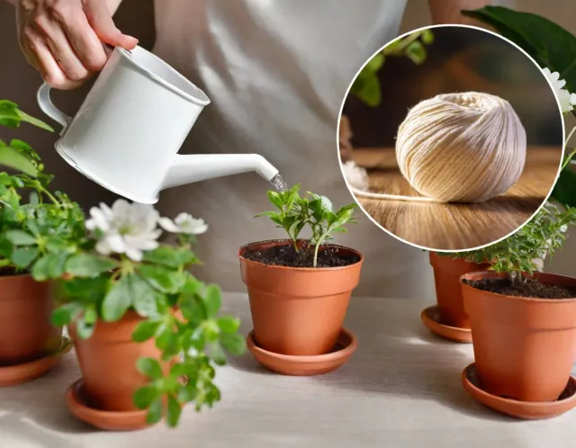 Genialny trik na samo-nawadnienie roslin podczas Twojej nieobecnosci