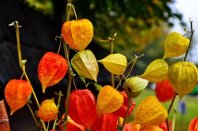 Przyciaga wzrok i cieszy owocami: miechunka rozdeta zachwyca w kazdym ogrodzie