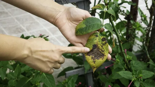 Zwalcz czarna plamistosc lisci róz: skuteczne i naturalne metody