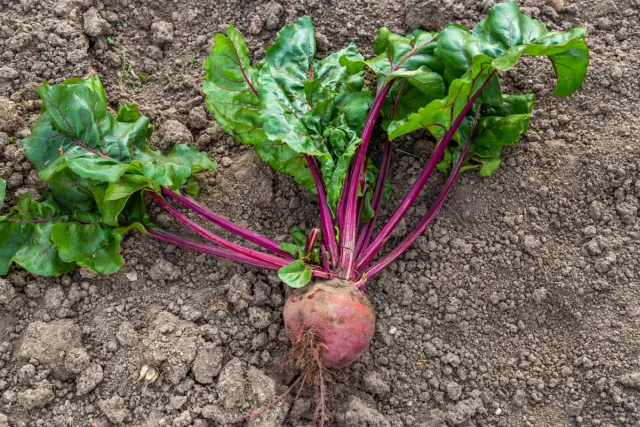 Dziś obchodzimy Dzień buraka, 24 listopada