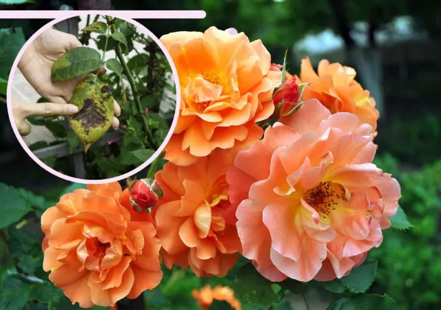 Czarna plamistość liści róż: co nauka mówi o rozwoju tej choroby?