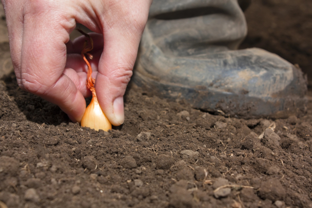 Cebula wystrzeliła jak rakieta! Wszystko przez ten trik z mulczem