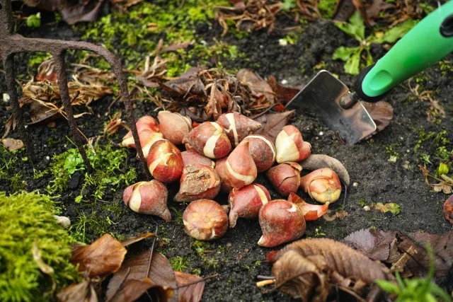 Jesienne sadzenie tulipanów: moczenie cebulek w kwasie salicylowym to naturalna ochrona przed grzybami