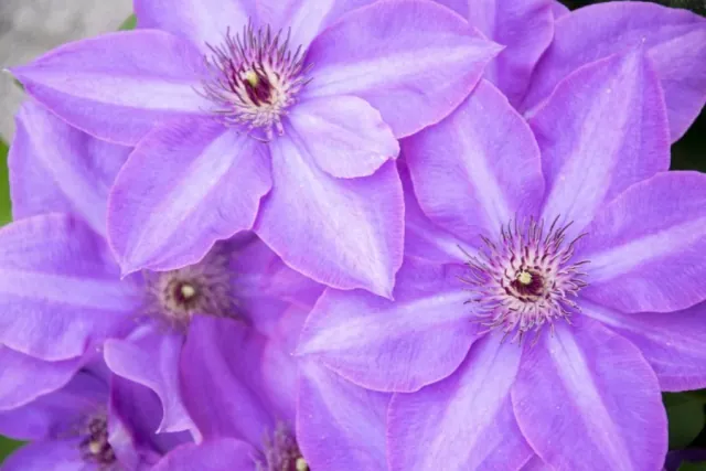 Powojnik (Klematis) - uprawa i wymagania