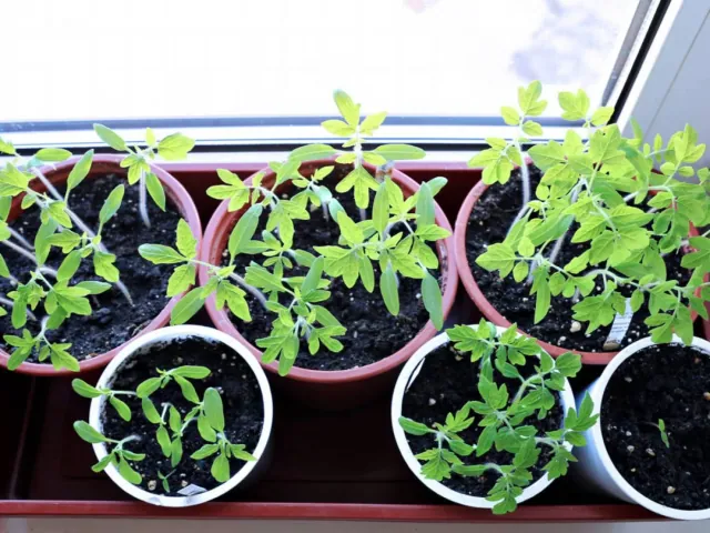 Czas na rozsady pomidorów