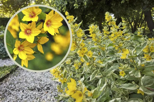 Tojeść kropkowana to trwała i piękna bylina, która kwitnie przez prawie 5 miesięcy