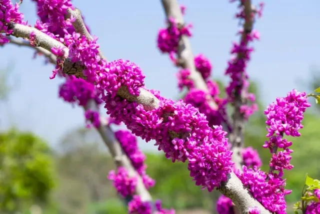 Judaszowiec chinski - jak uprawiac i pielegnowac?