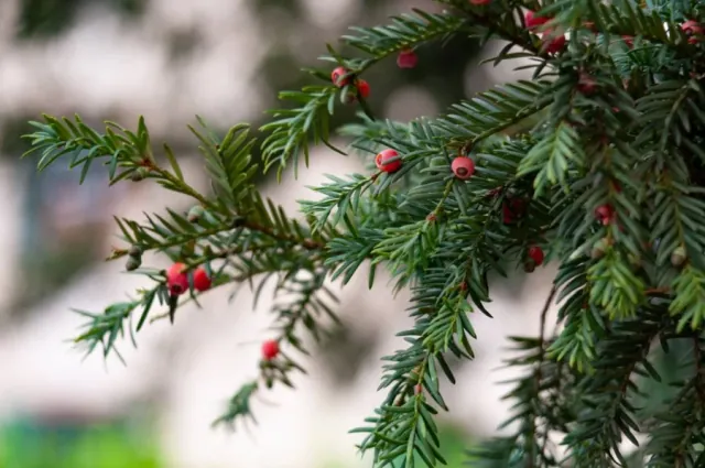 Krzewy na zywoplot - zimozielone i szybko rosnace rosliny na zywoplot