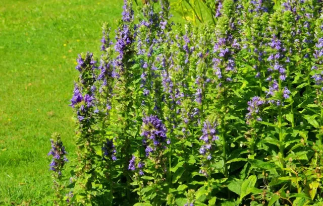 Dabrówka rozlogowa - opis, wymagania i uprawa rosliny