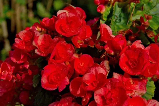 Begonia zimowa (Begonia elatior) - wyglad, wymagania i uprawa