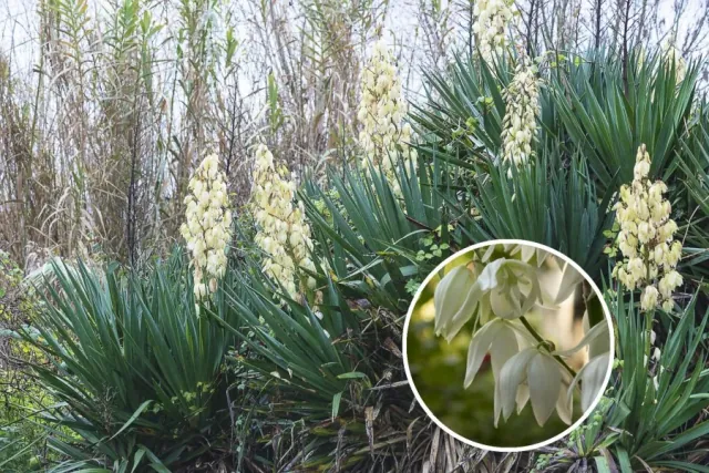 Jak pielęgnować jukę ogrodową, by pięknie rosła i kwitła?