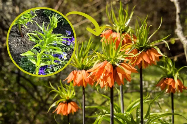 Cesarska roslina o spektakularnym kwitnieniu, która nie wymaga wiele uwagi