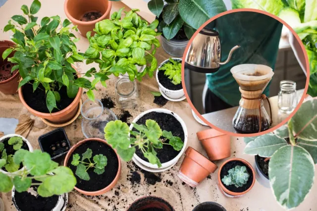 Fusy z kawy: domowy nawóz, który pokochaja Twoje rosliny