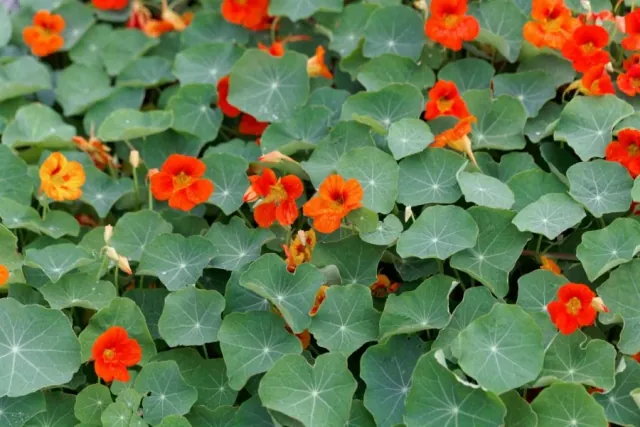 Nasturcja pnaca (Tropaeolum majus) - uprawa, wymagania i pielegnacja