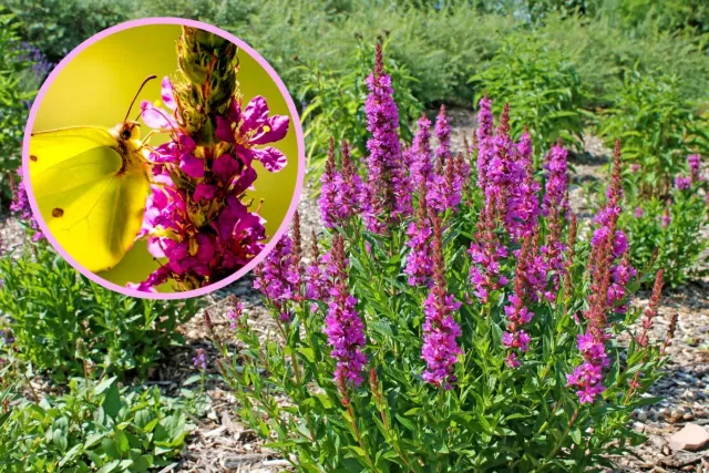 Krwawnica pospolita: purpurowa piękność, która kwitnie w ogrodzie przez długie miesiące