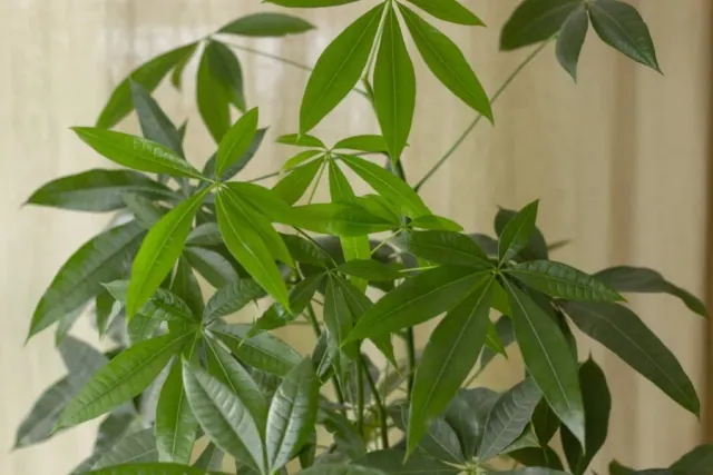 Pachira wodna - jak wyglada jej uprawa i pielegnacja?