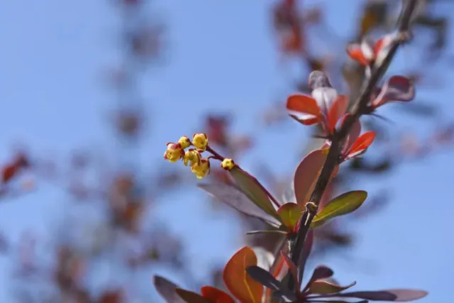Berberys Thunberga (berberys czerwony) - pielegnacja i uprawa w ogrodzie
