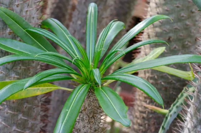 Pachypodium lamera - uprawa i wymagania palmy madagaskaru