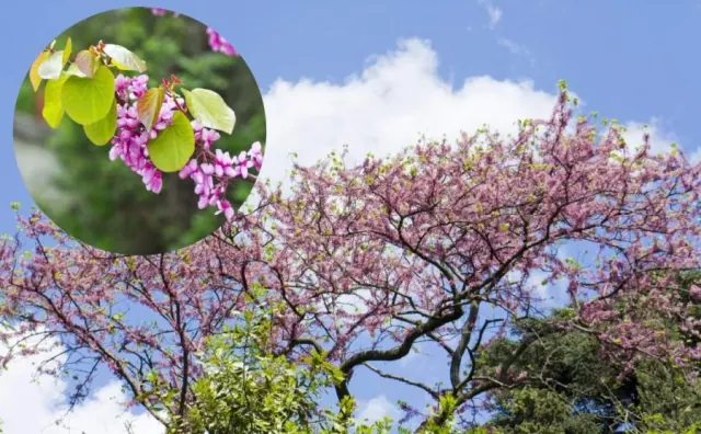 Judaszowiec poludniowy - jak uprawiac? Wyglad i wymagania